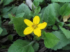 Allen Bush Green-and-Gold