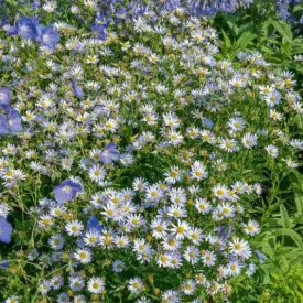 Blue Star Japanese Aster