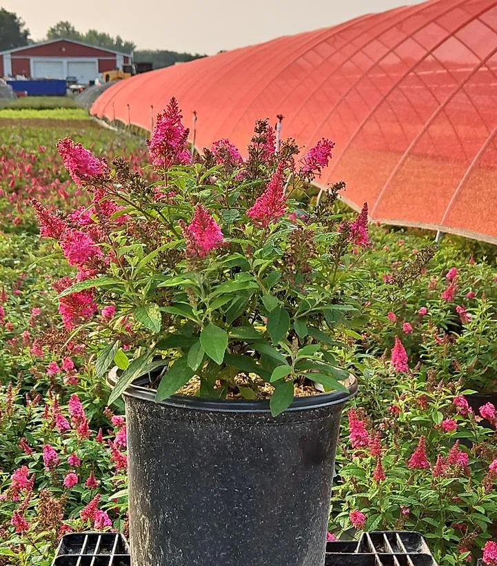 Butterfly Candy Li'l Raspberry™ Butterfly Bush