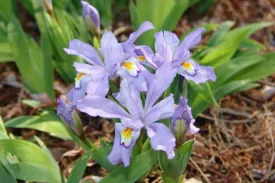 Dwarf Crested Iris