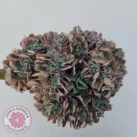 Echeveria 'Blue Curls' Crested Cuttings