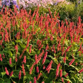 Firetail Knotweed (Mountain Fleece)