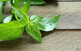 Heirloom Organic Lemon Basil Seeds